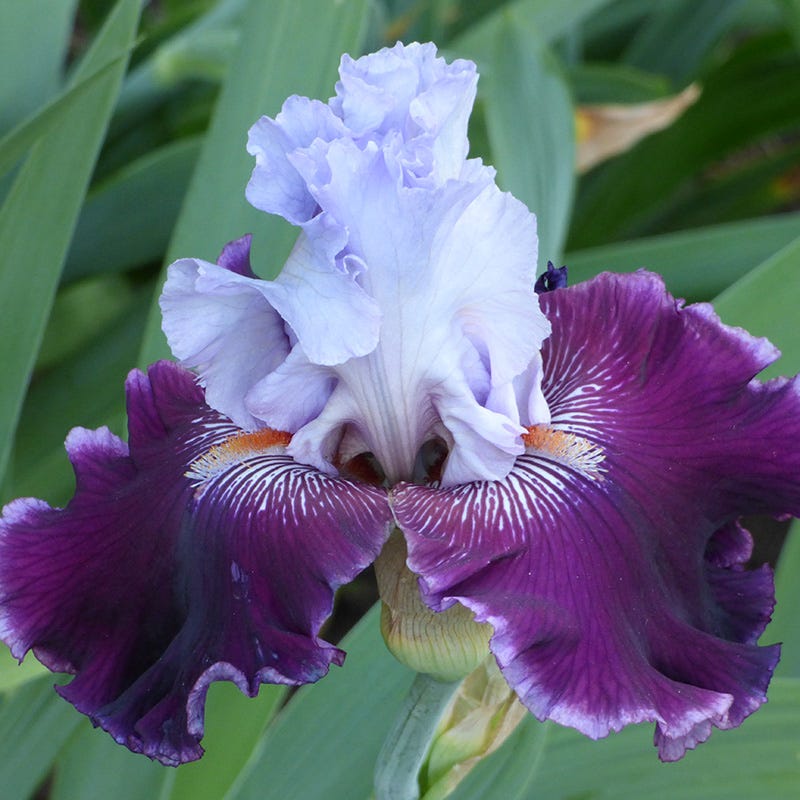 Lone Wolf Bearded Iris - Image 2