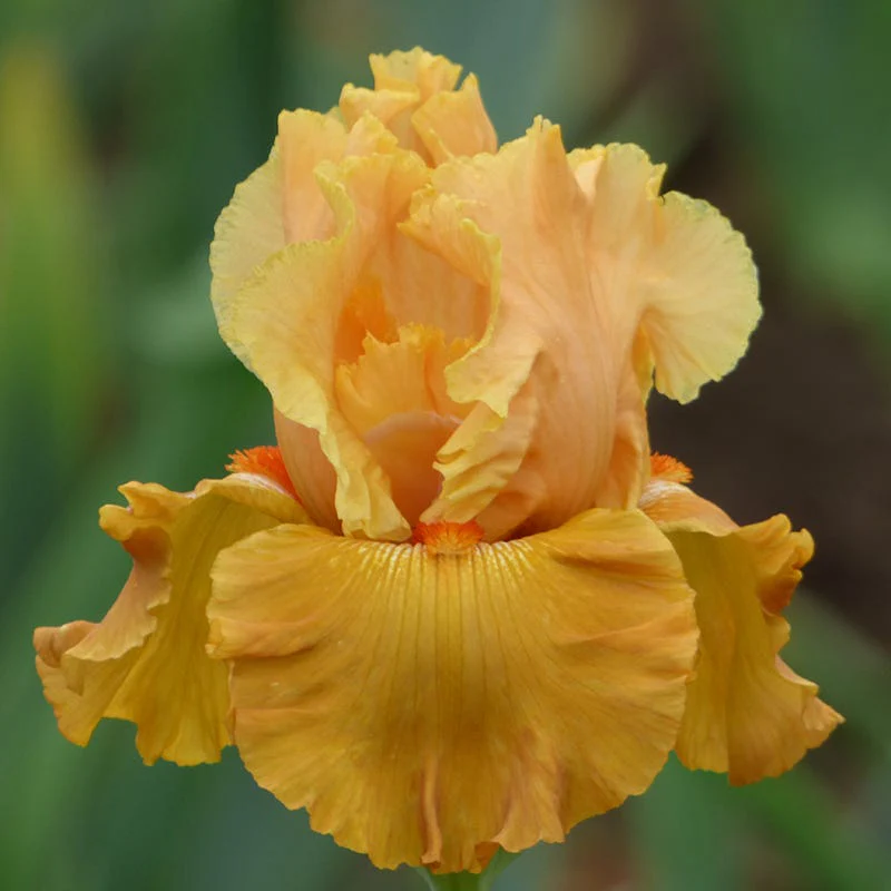 Tropical Treasures Bearded Iris Collection - Image 4