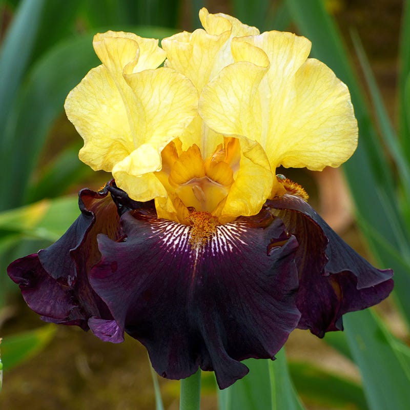 Midnight Gold Bearded Iris Collection - Image 3