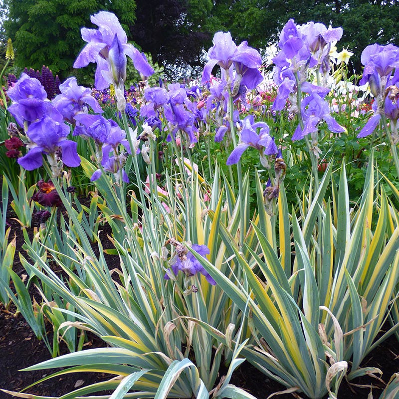 Midnight Gold Bearded Iris Collection - Image 4