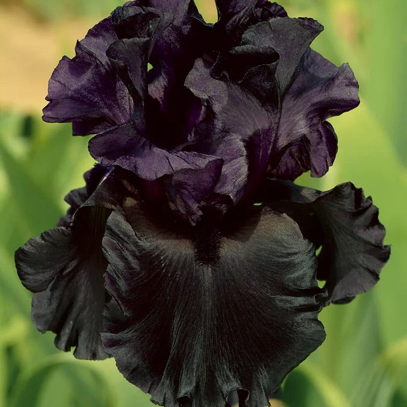 Midnight Gold Bearded Iris Collection - Image 6