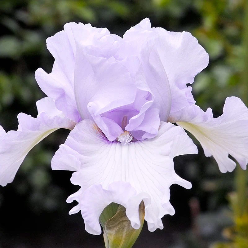 Northern Lights Bearded Iris Collection - Image 2