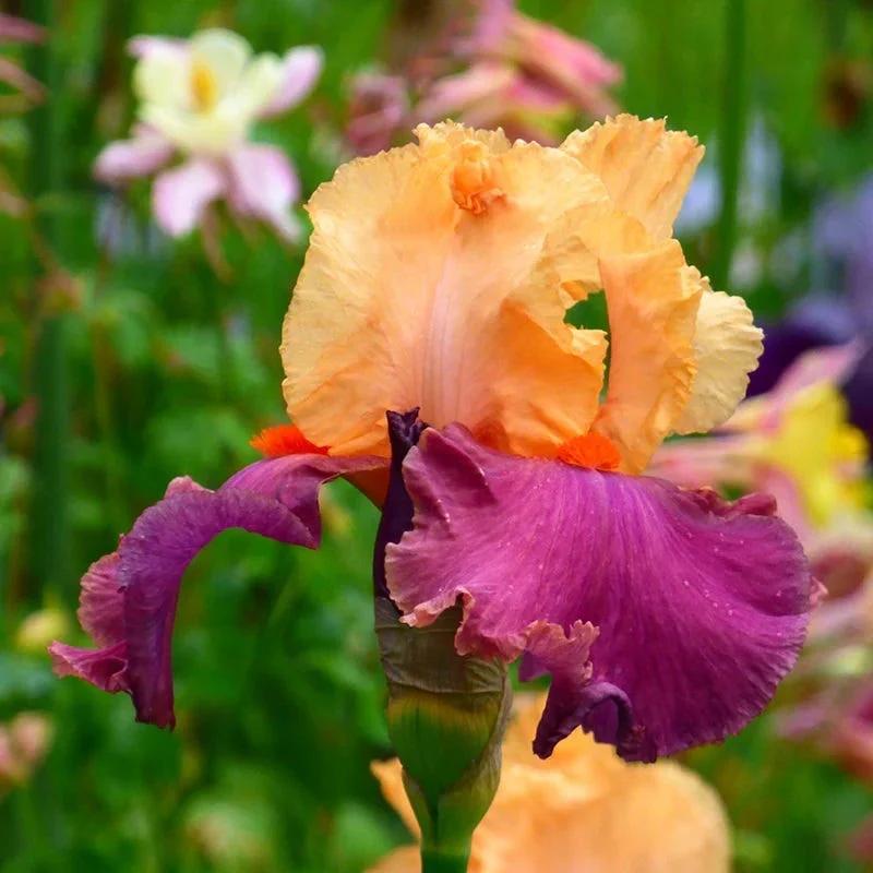 Rainbow Bearded Iris Collection - Image 2