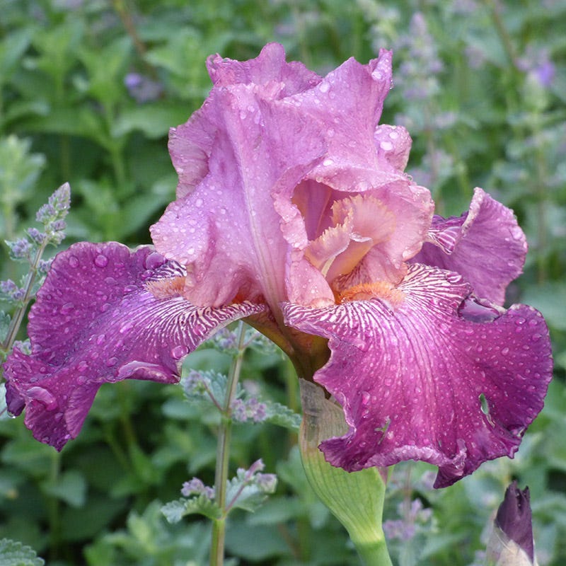 Tropical Treasures Bearded Iris Collection - Image 5