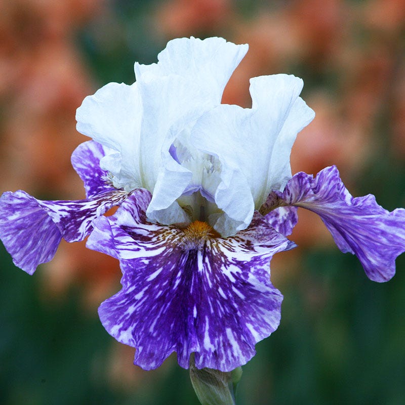 Breaking Point Reblooming Bearded Iris