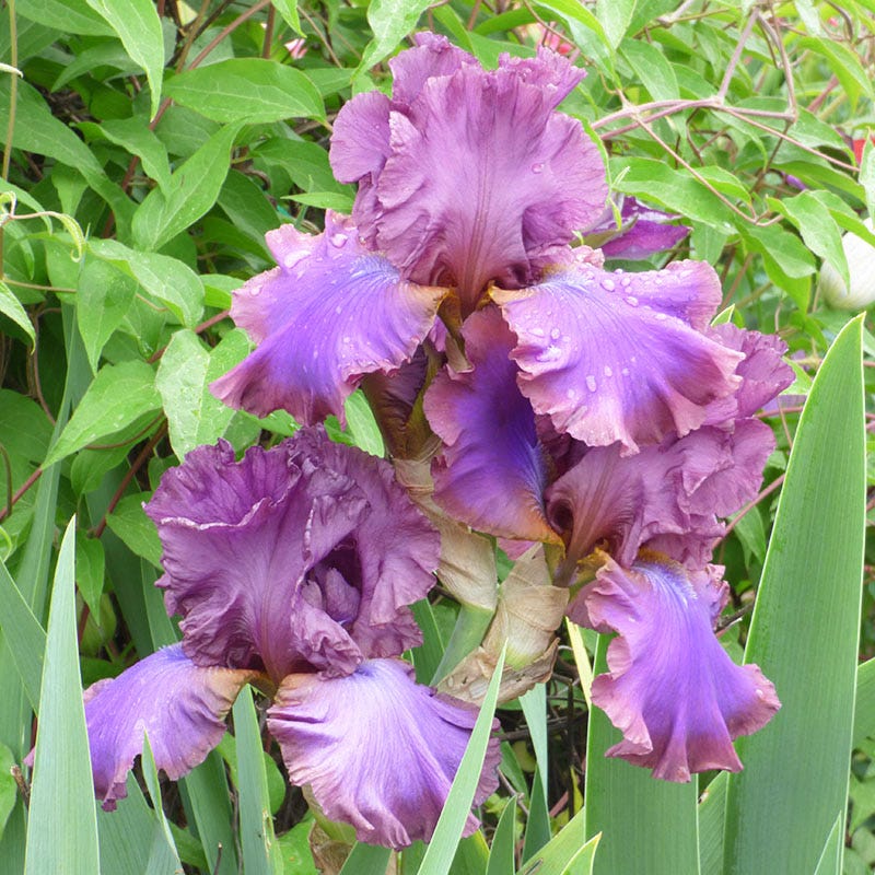 Cantina Reblooming Bearded Iris