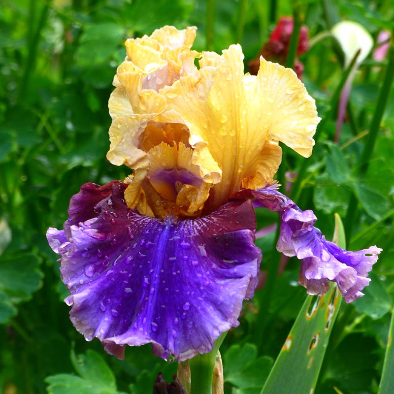 Final Episode Reblooming Bearded Iris