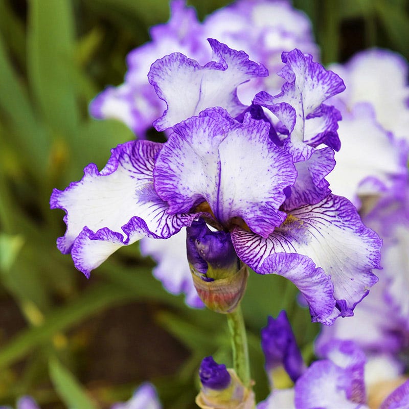 Hemstitched Reblooming Bearded Iris - Image 3