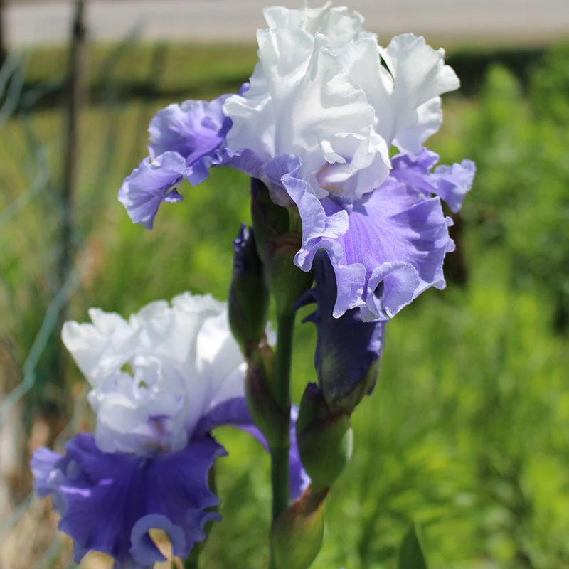 Mariposa Skies Reblooming Bearded Iris - Image 2