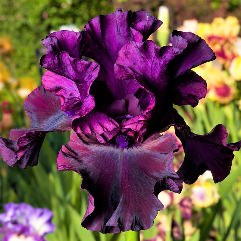 Ozark Rebounder Reblooming Bearded Iris