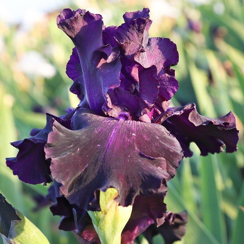 Ozark Rebounder Reblooming Bearded Iris - Image 2