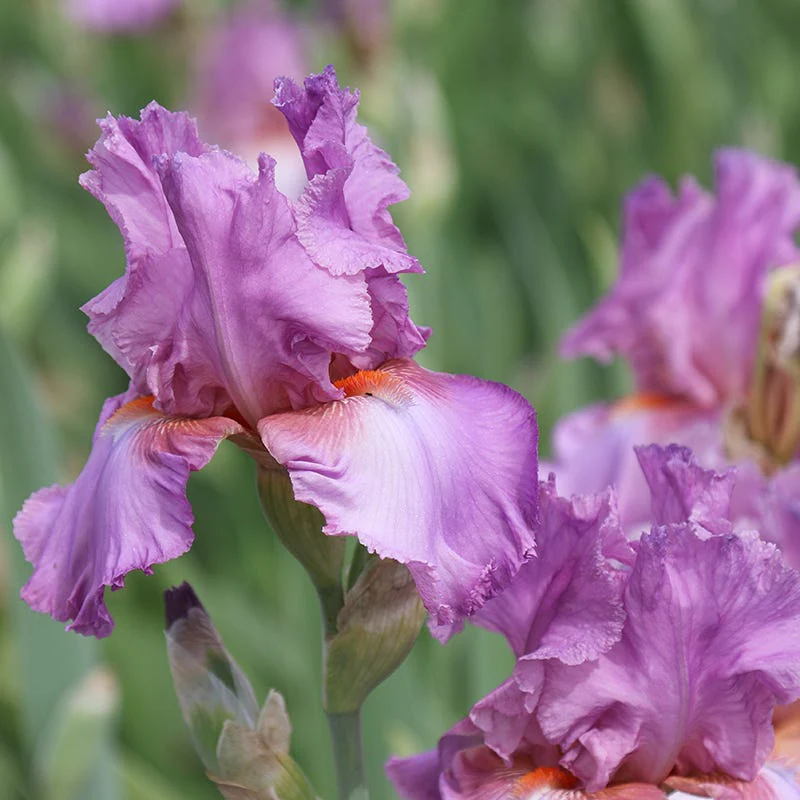 Persian Berry Reblooming Bearded Iris - Image 2