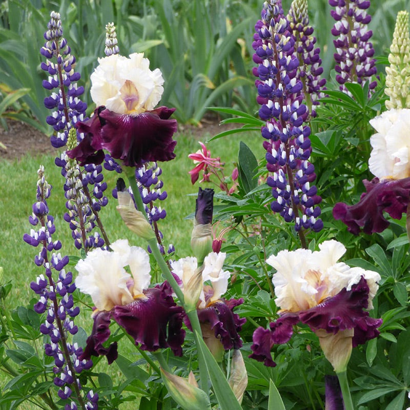 Twist of Sheree Reblooming Bearded Iris - Image 2