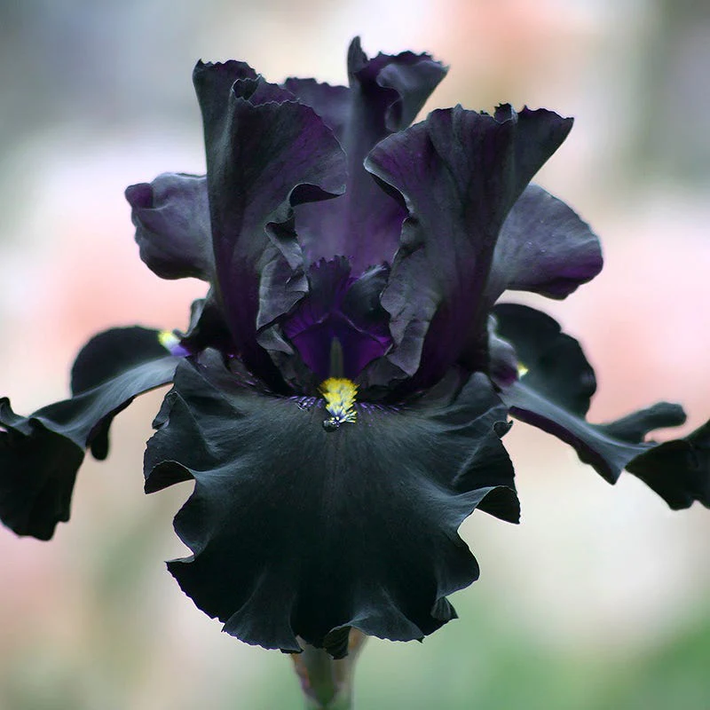 Señor Jinx Bearded Iris
