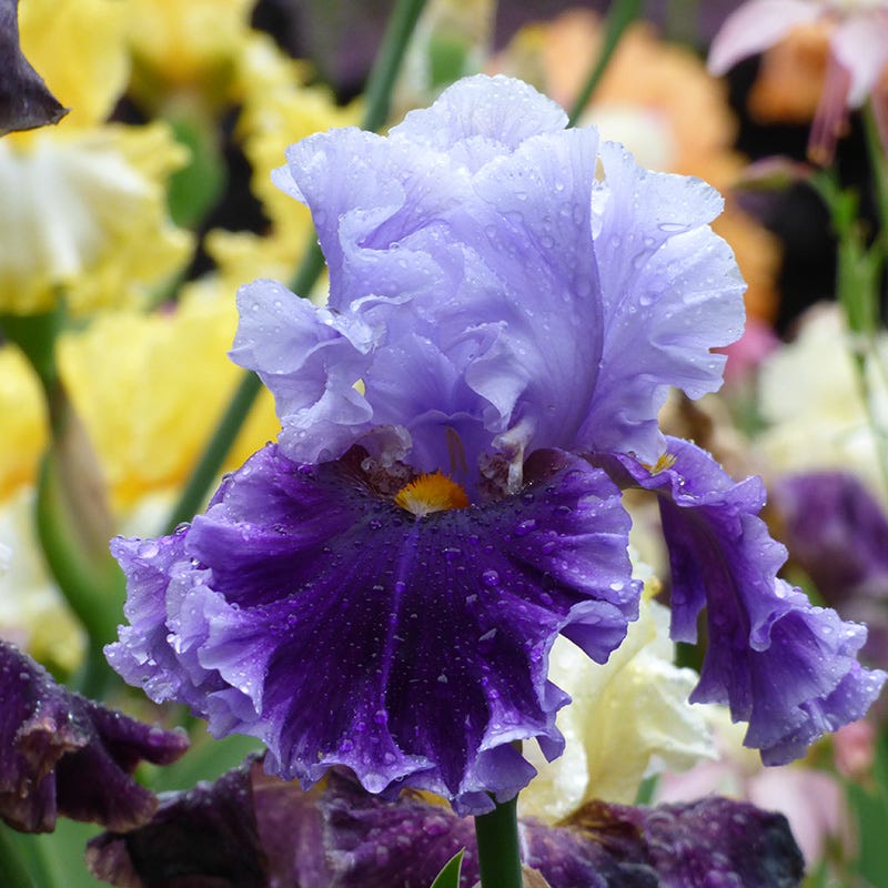 Seward Bearded Iris