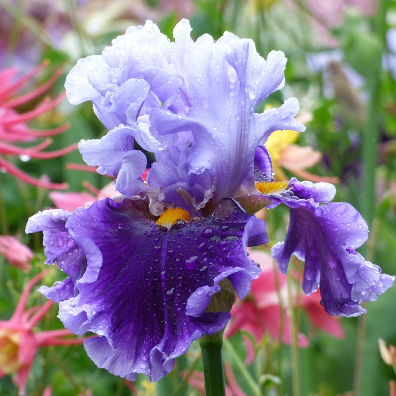 Seward Bearded Iris - Image 2