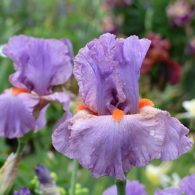 Snappy Dresser Bearded Iris - Image 2