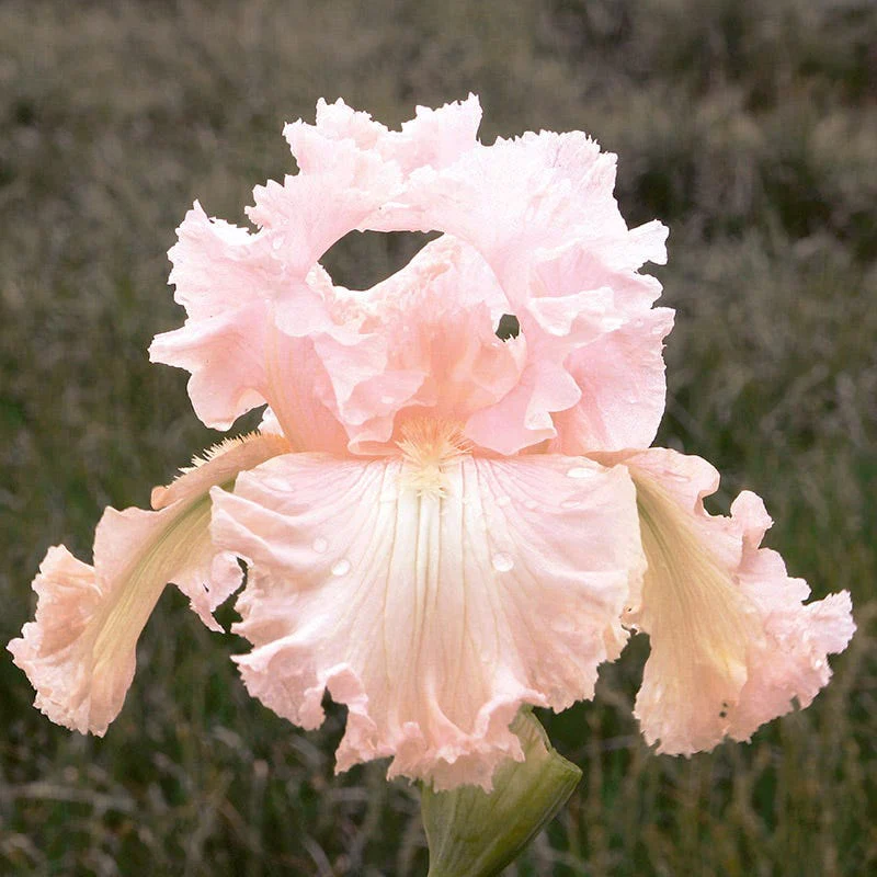 Society Page Bearded Iris