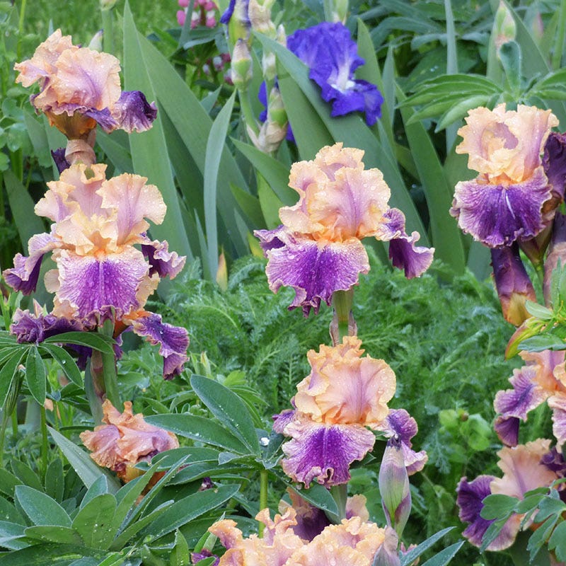 Spendthrift Bearded Iris - Image 2