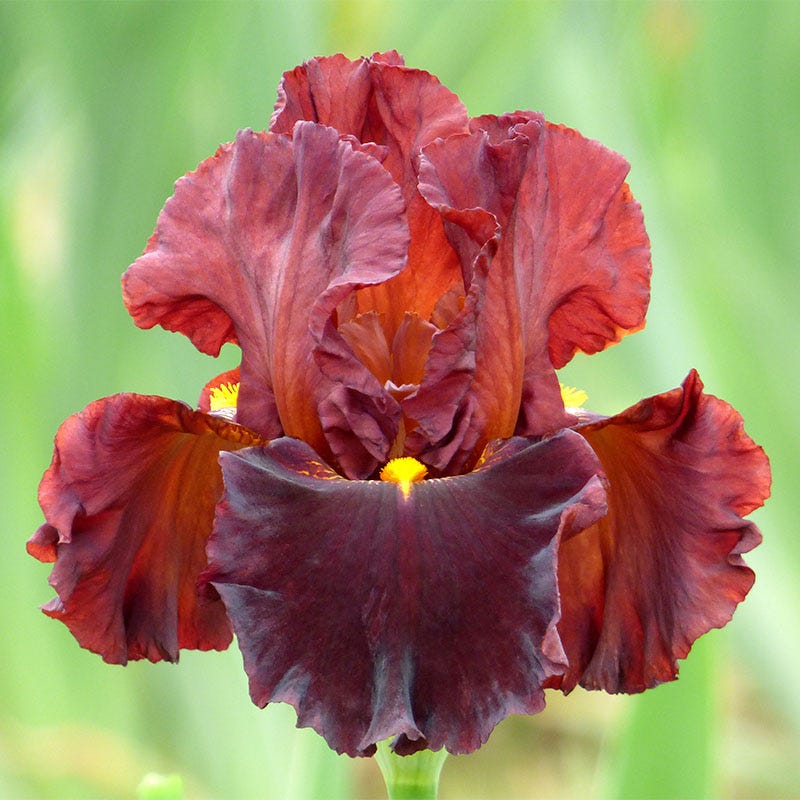 Valentino Bearded Iris - Image 2