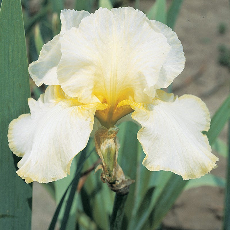 Vintage Ruffles Bearded Iris Collection - Image 3