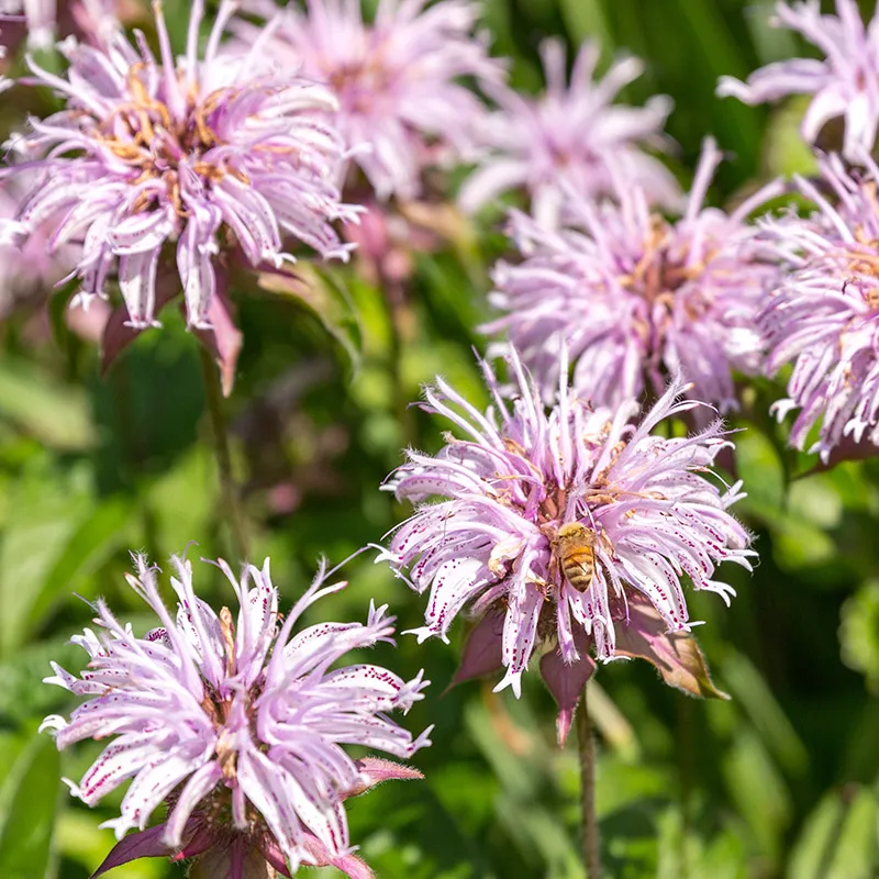 Bradbury's Bee Balm Seeds