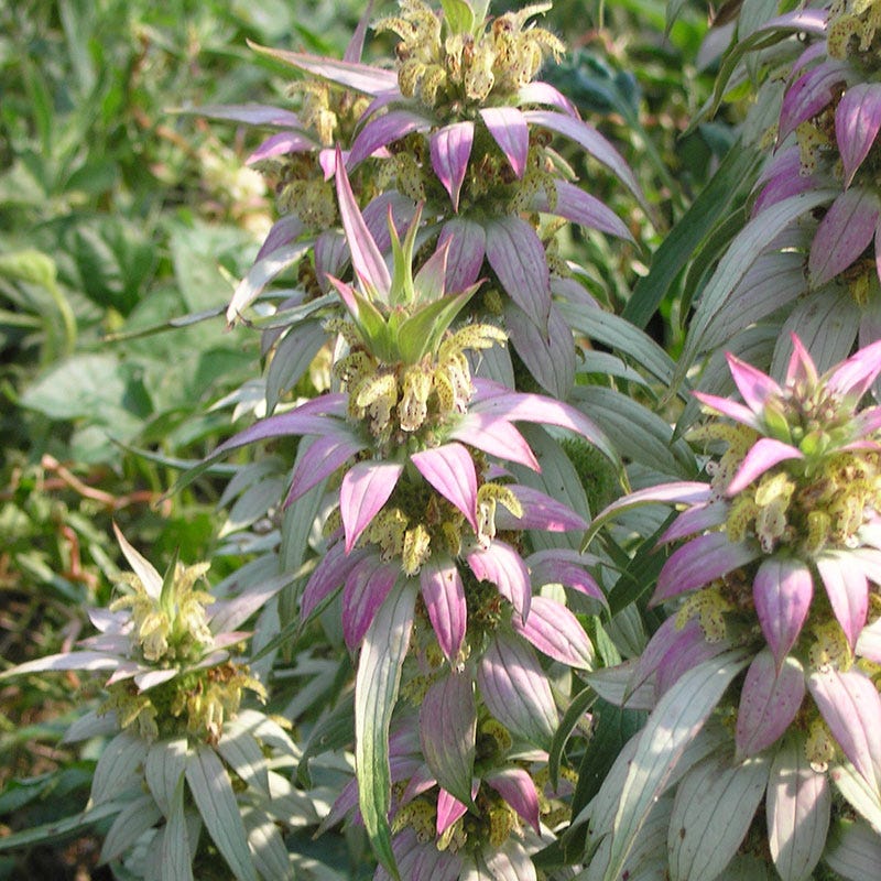Spotted Bee Balm Seeds - Image 3