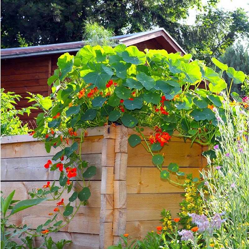 Beneficial Bounty Seed Collection - Image 4