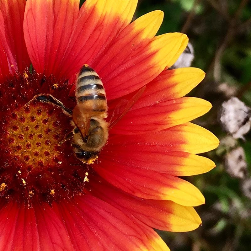 Beneficial Bug Wildflower Seed Mix - Image 10