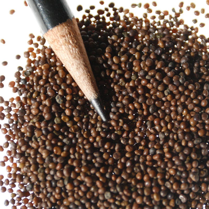Bird's Foot Trefoil Seeds - Image 4