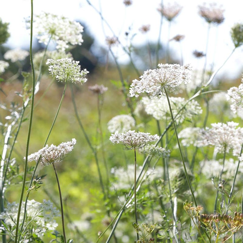 Bishop's Flower Seeds - Image 2