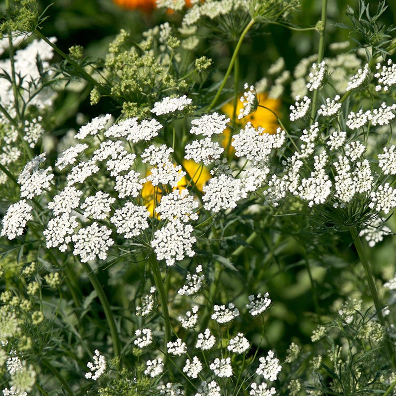 Bishop's Flower Seeds - Image 3