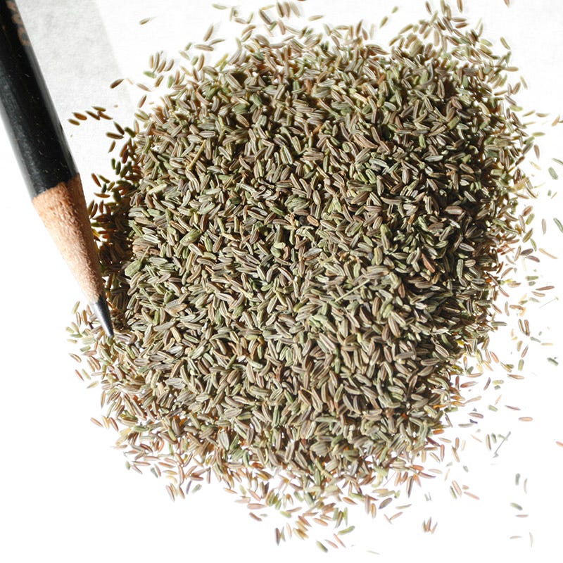 Bishop's Flower Seeds - Image 4
