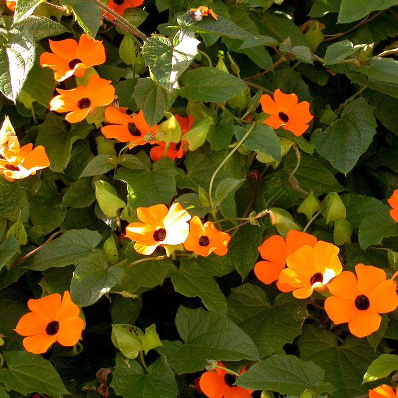 Black Eyed Susan Vine Seeds - Image 2