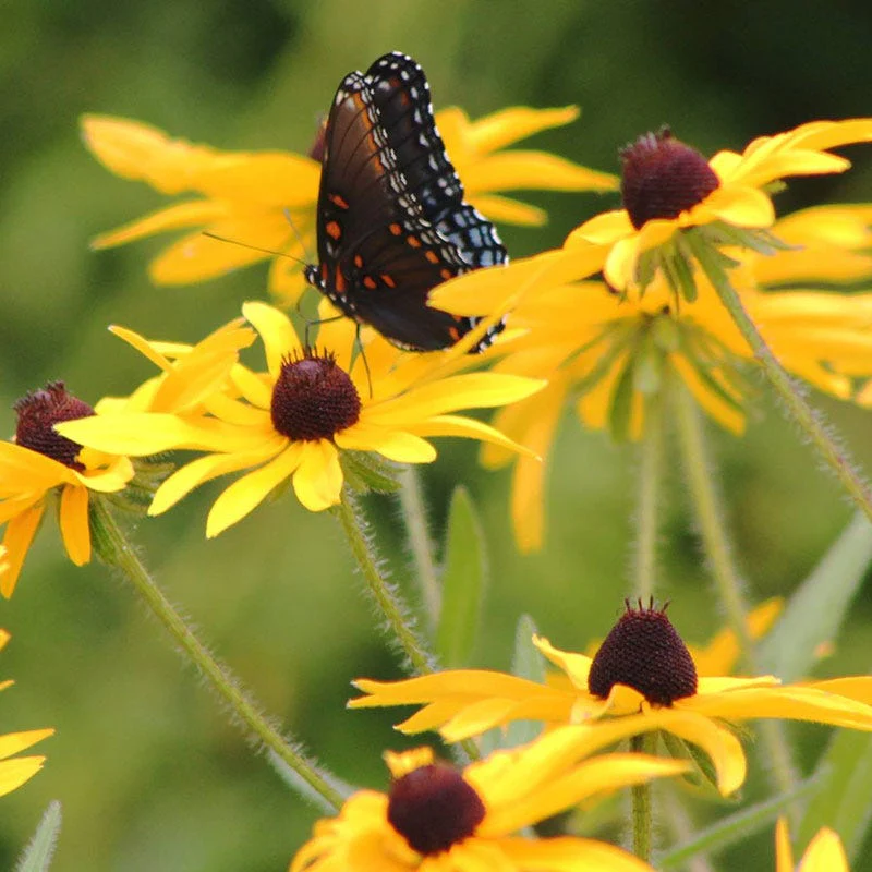 Black Eyed Susan Seeds - Image 2