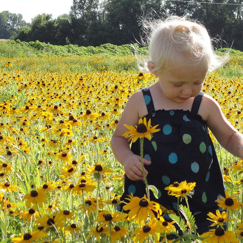 Black Eyed Susan Seeds - Image 3