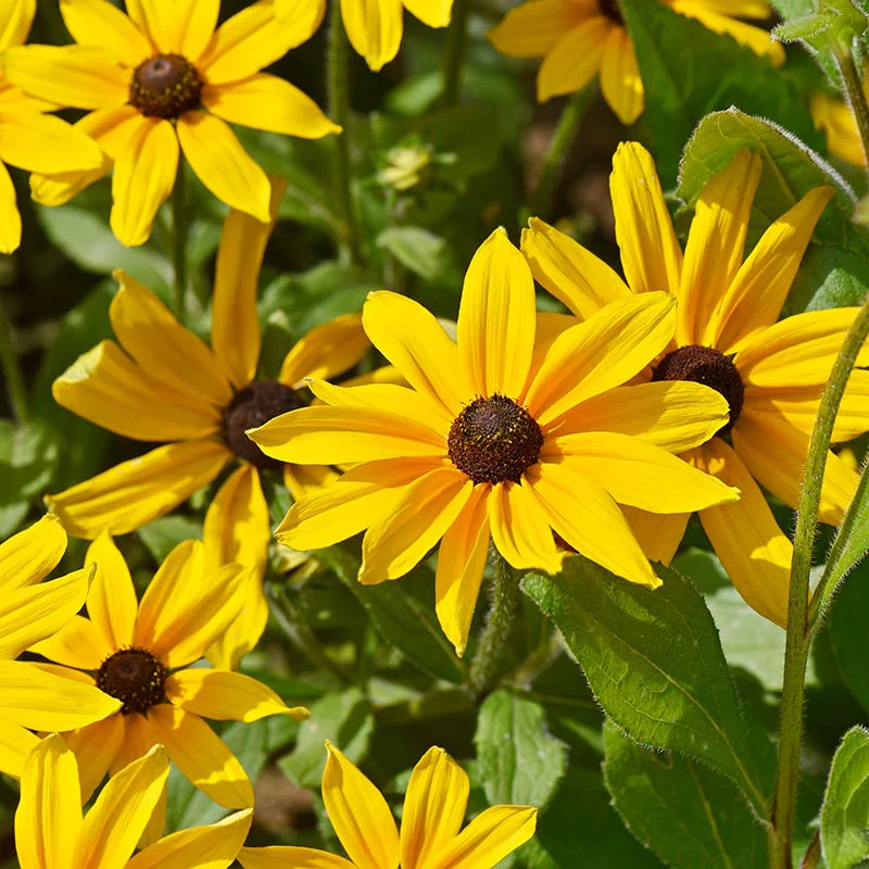 Black Eyed Susan Seeds - Image 4