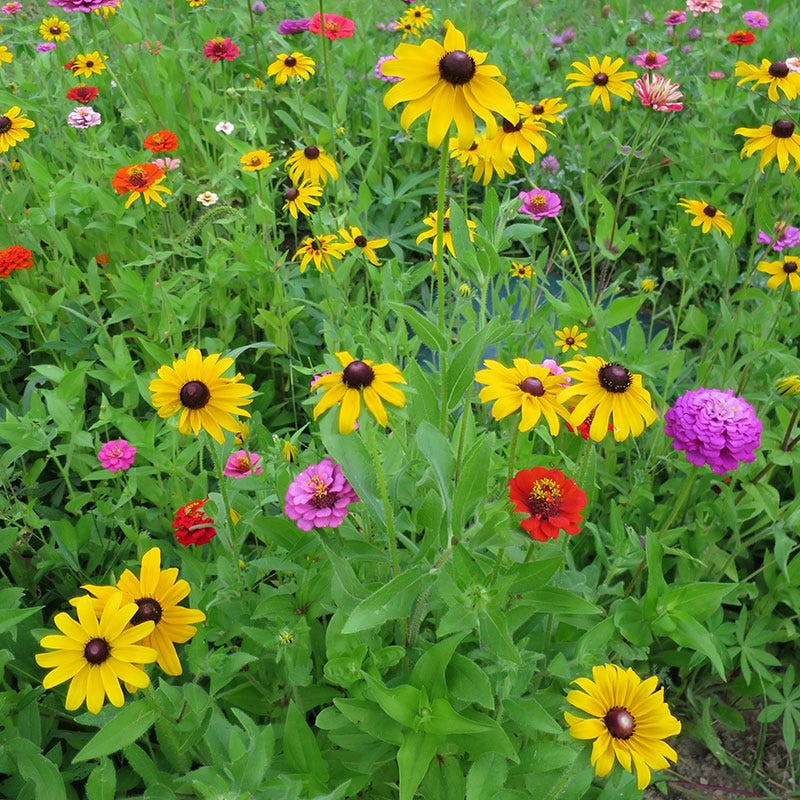 Black Eyed Susan Seeds - Image 7