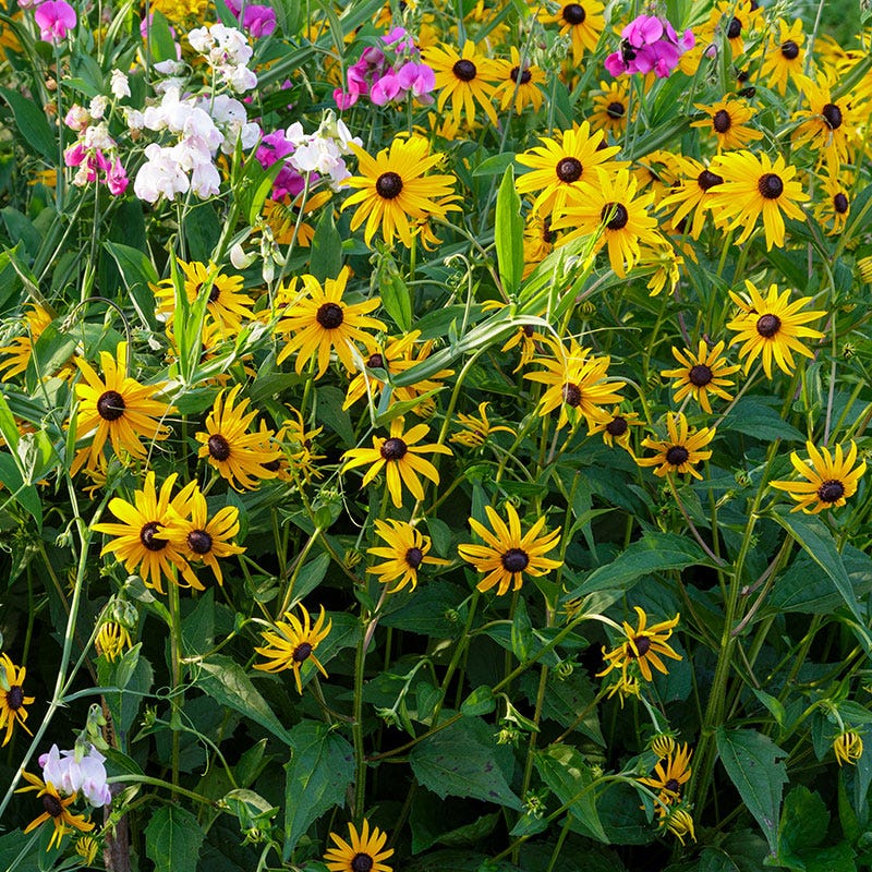 Black Eyed Susan Seeds - Image 9