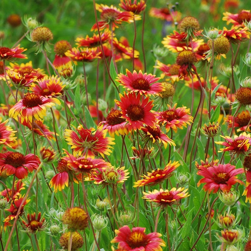 Blanket Flower Seeds - Image 3