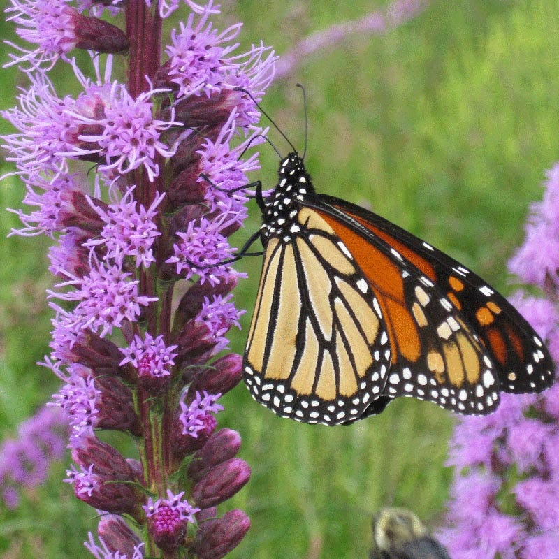 Blazing Star Seeds