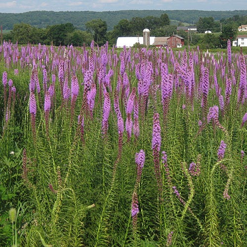 Blazing Star Seeds - Image 2