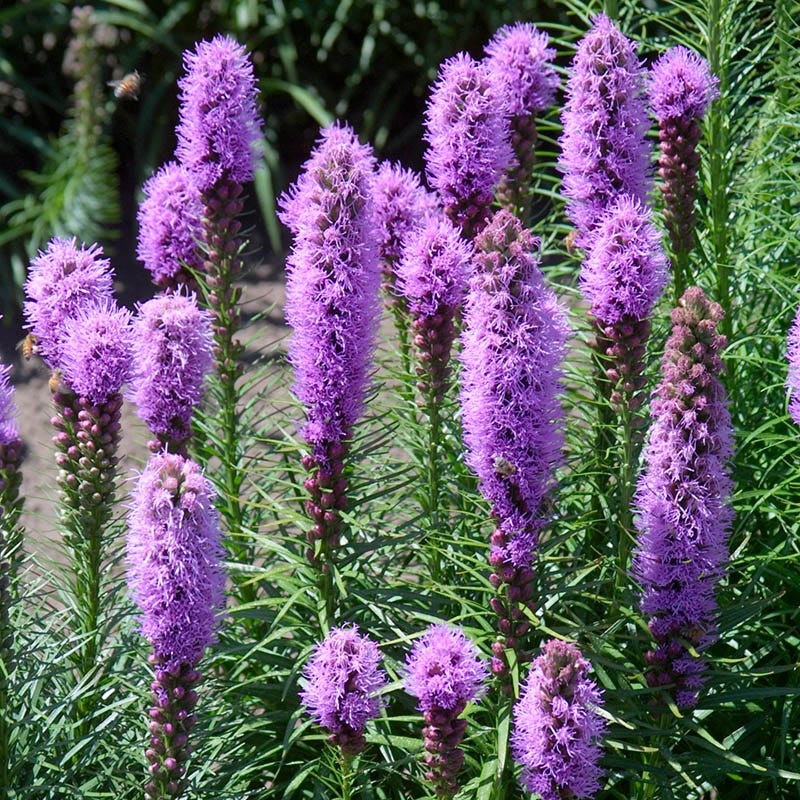 Blazing Star Seeds - Image 4