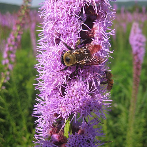 Blazing Star Seeds - Image 6
