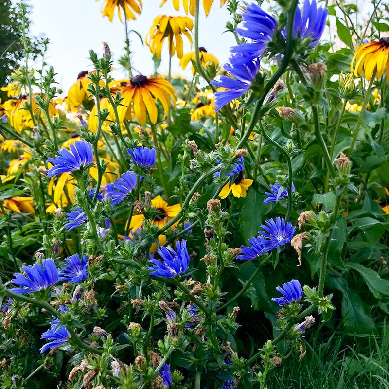 Chicory Seeds - Image 4