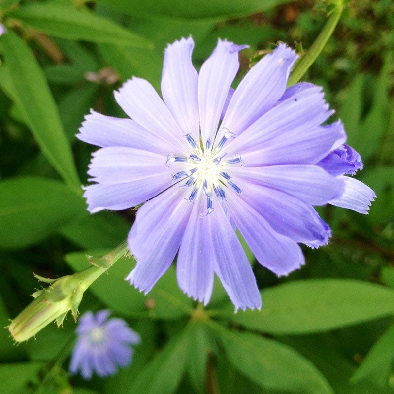 Chicory Seeds - Image 5