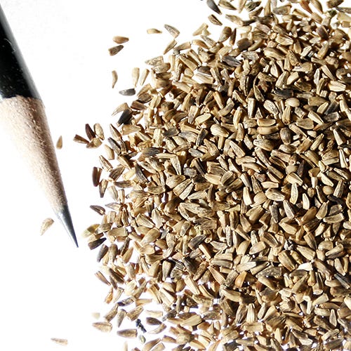 Chicory Seeds - Image 6