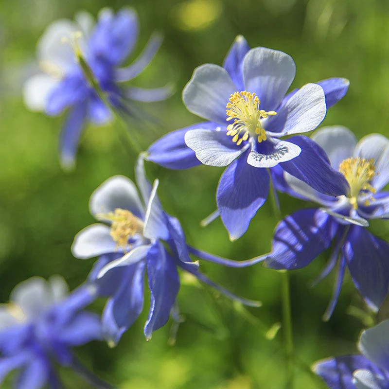Blue Columbine Seeds - Image 2