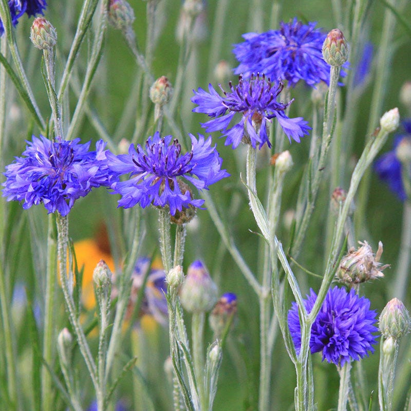 Blue Cornflower or Bachelor Button Seeds - Image 7