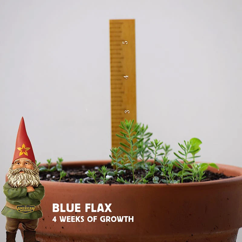 Blue Flax Seeds - Image 5